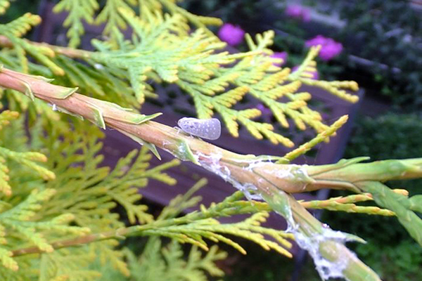 Thuja défaite par un ravageur