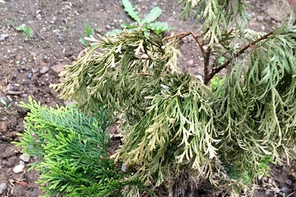 Thuja meurt par manque d'humidité