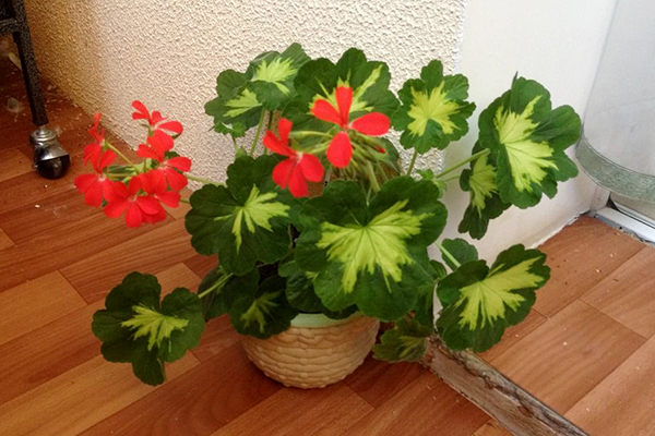 Pelargonium Une pensée heureuse